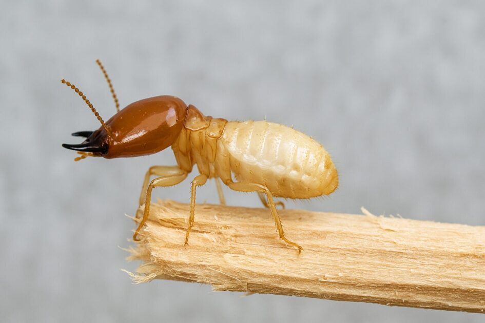 神戸のシロアリ駆除でよくある質問（FAQ）