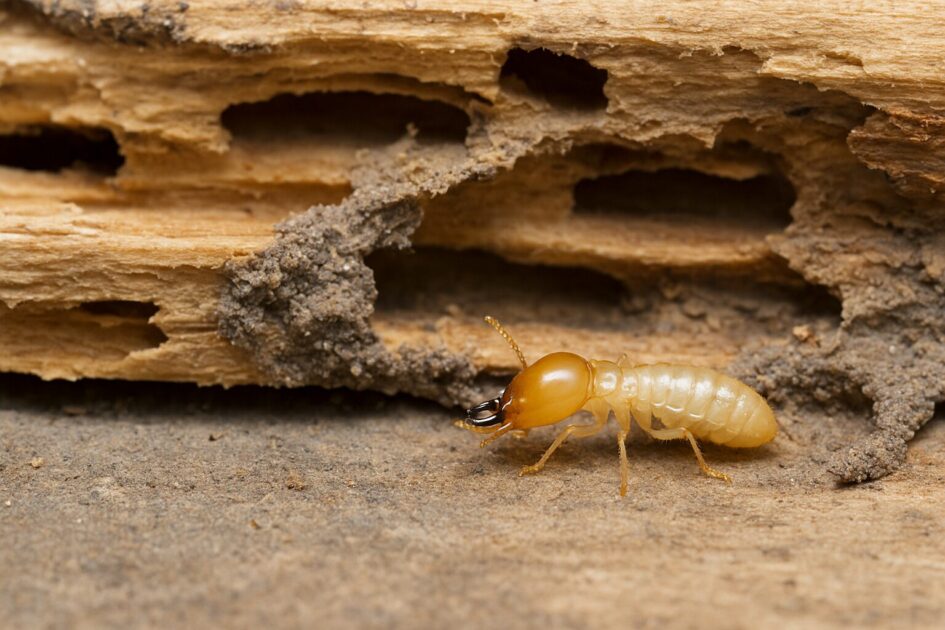 宇都宮でシロアリ駆除を「損せず」進めるコツ
