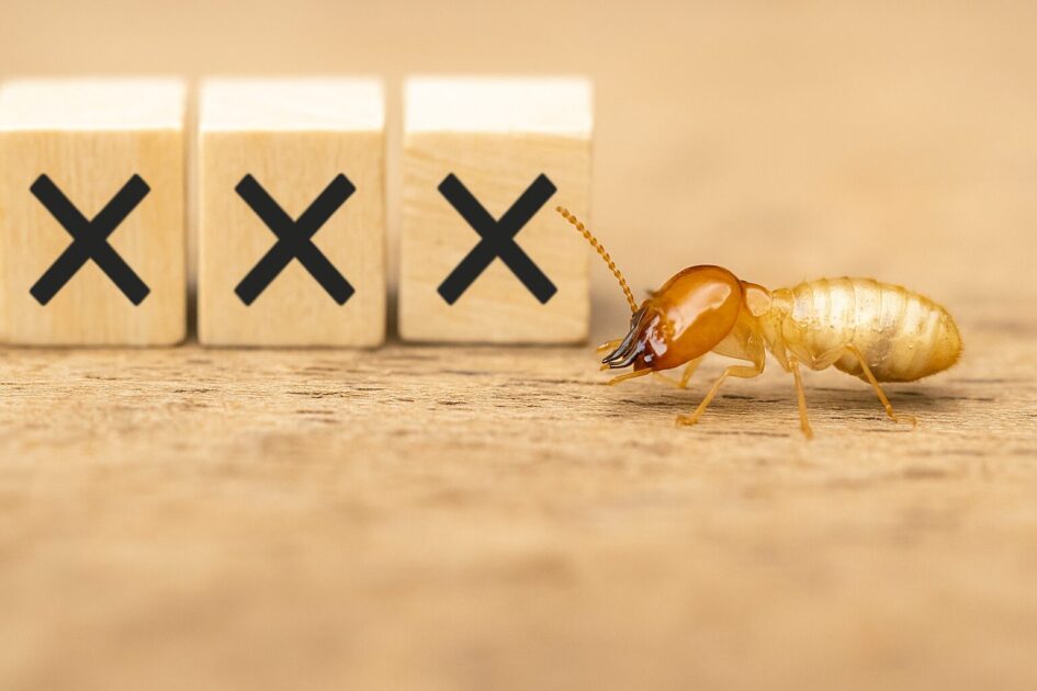 名古屋のシロアリ駆除は「条件固定→3社比較」が近道