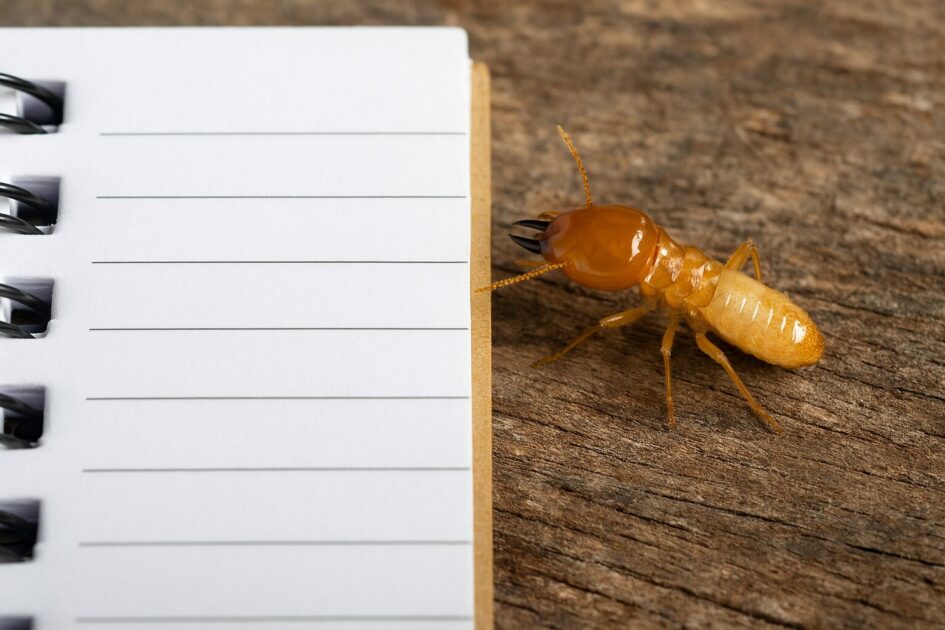 シロアリ駆除相場でよくある質問（FAQ）