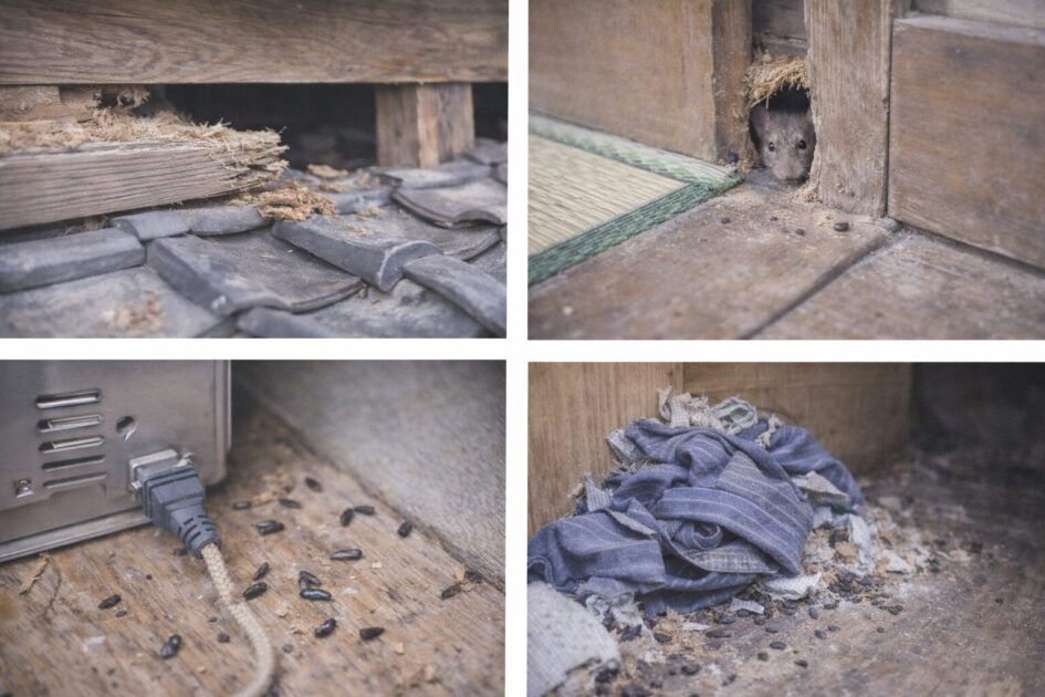 京都で多いネズミ被害のサイン｜急ぎ度が分かるチェック