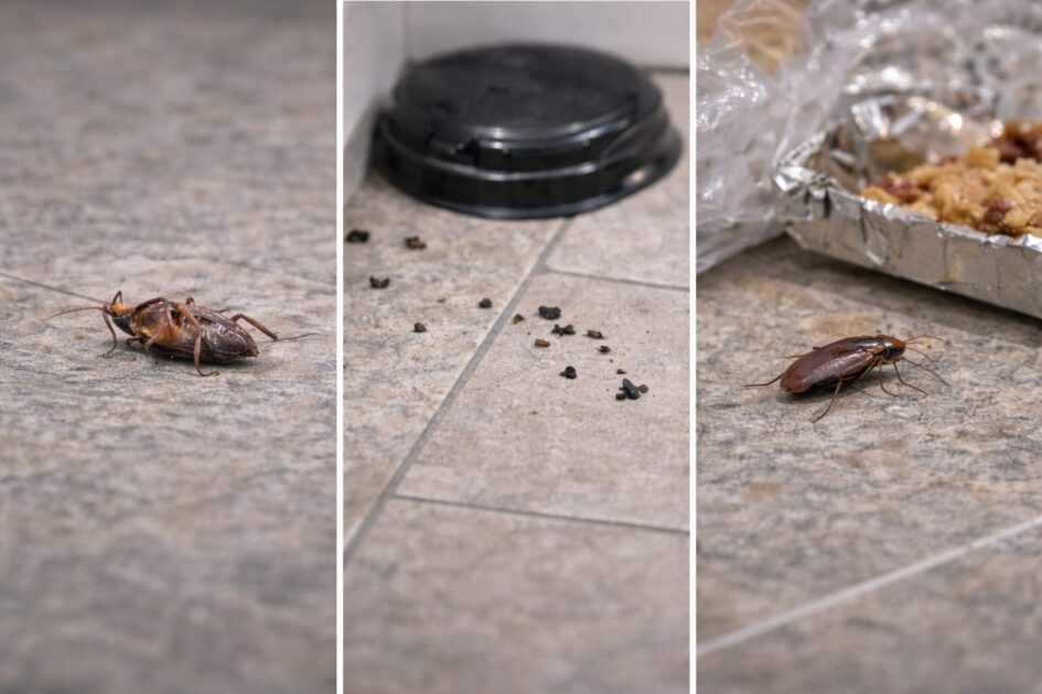 ゴキブリ駆除剤の「効いた・効かない」を早く判断する運用ルール（3〜7日）