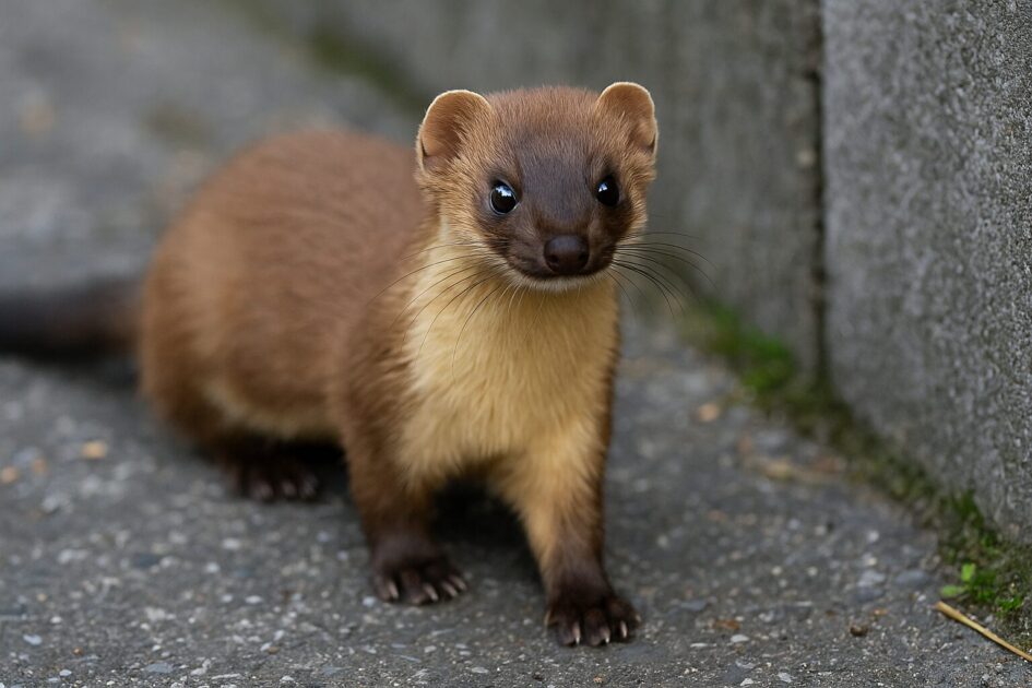 イタチ駆除の相場の全体像|まずはここだけ押さえる