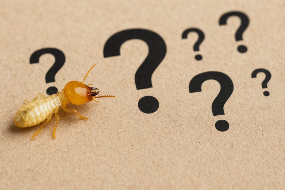 シロアリ駆除業者の評判でよくある質問(FAQ)