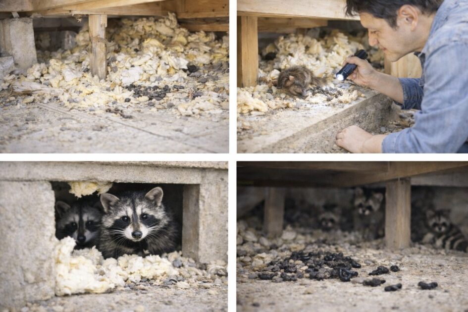 広島の害獣駆除業者に頼むべき危険ライン（自力の限界）