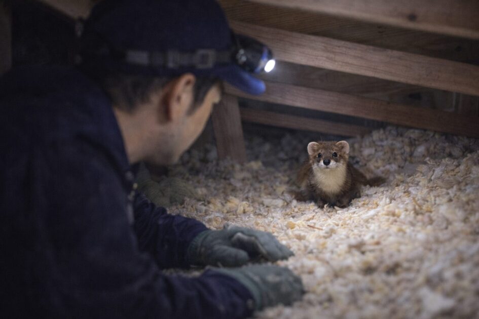 イタチが天井裏なら「無料相談→比較→封鎖」が最短