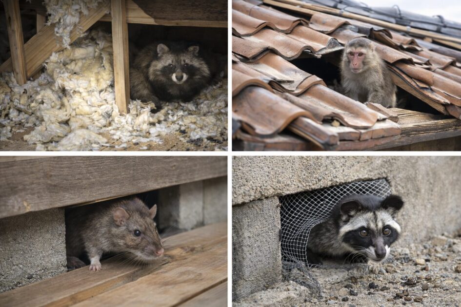 長崎の害獣駆除が変わる|よくある害獣と侵入経路