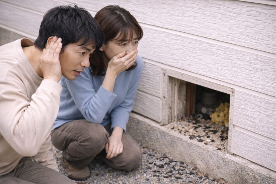 佐賀市のコウモリ駆除の前に確認|被害を疑うサイン(音・フン・臭い)