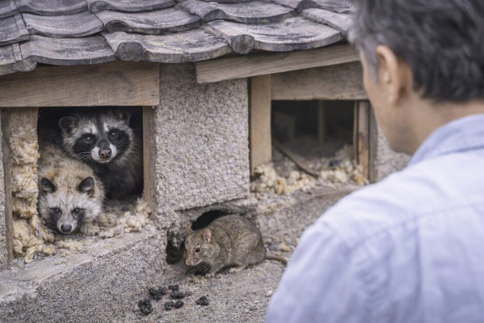 川越市の害獣駆除が変わる|よくある害獣と侵入経路