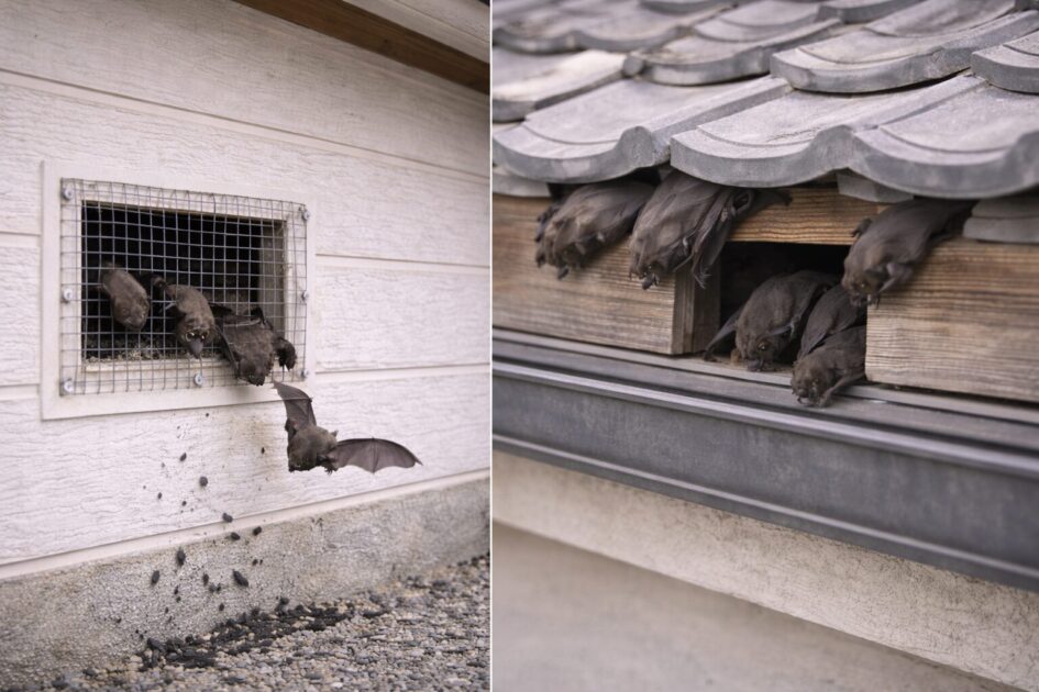 佐賀市のコウモリ駆除が難しくなる理由|侵入口(換気口・屋根)と再侵入パターン