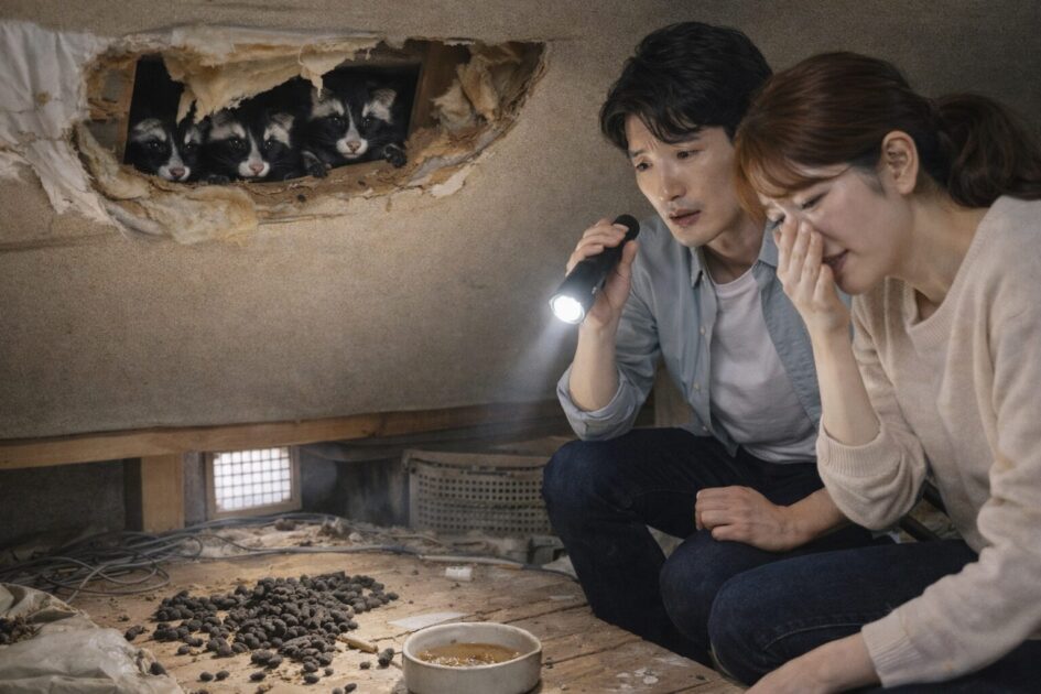 藤沢市でハクビシン駆除を急ぐべきサイン