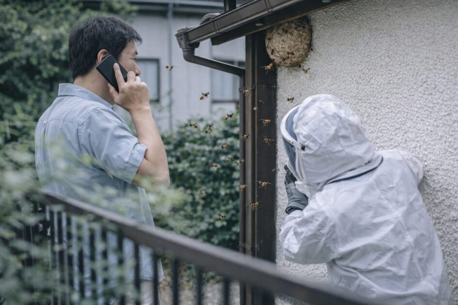 スズメバチ駆除でまずやること|当日〜48時間の初動