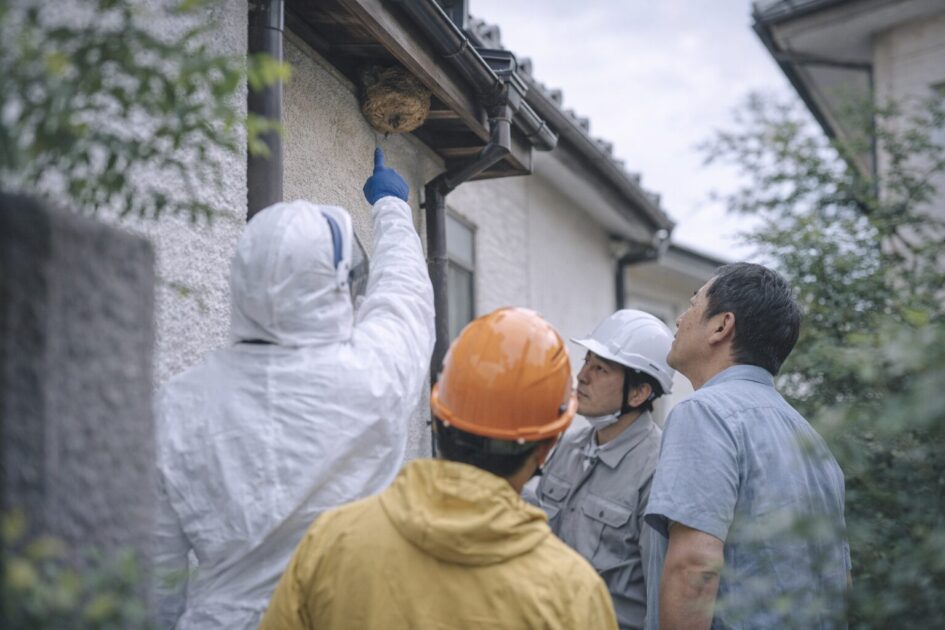 スズメバチ駆除は3社比較で決める
