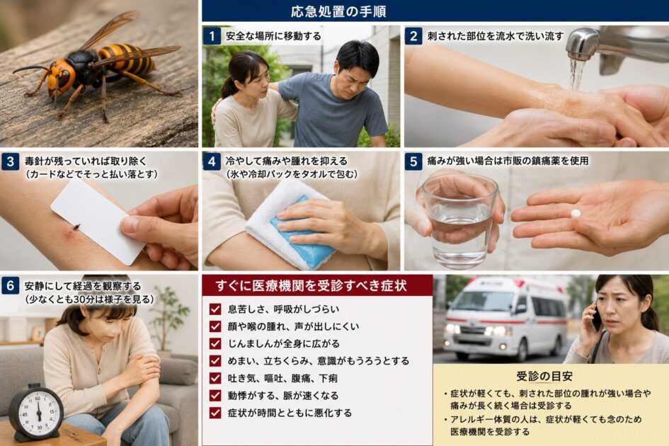 オオスズメバチに刺された場合の応急処置と受診判断
